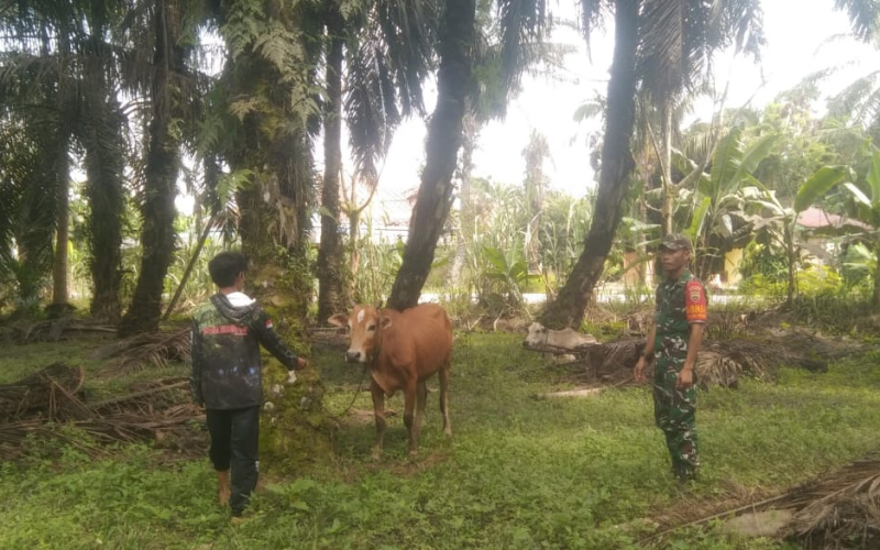 Babinsa Tanjung Penyebal Beri Pemahaman Mengenai Pencegahan PMK