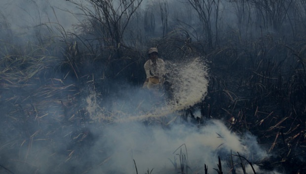 Jokowi Minta Angka Kebakaran Hutan Ditekan