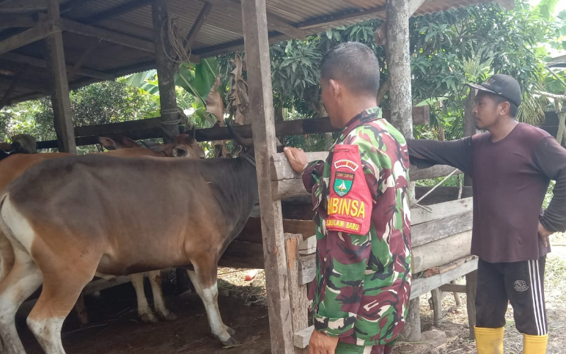 Sertu Jainal Arifin Sosialisasikan Pencegahan PMK kepada Peternak di Basilam Baru