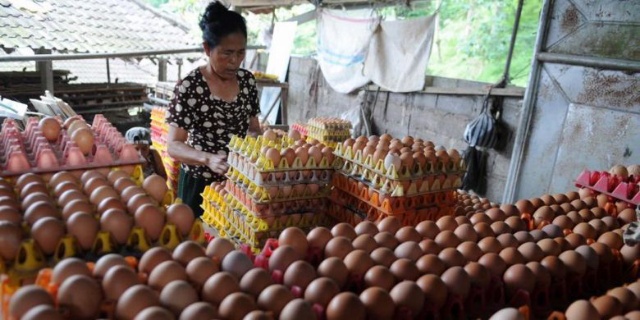 90 Persen Telur Ayam Kampung di Pasaran Tidak Asli