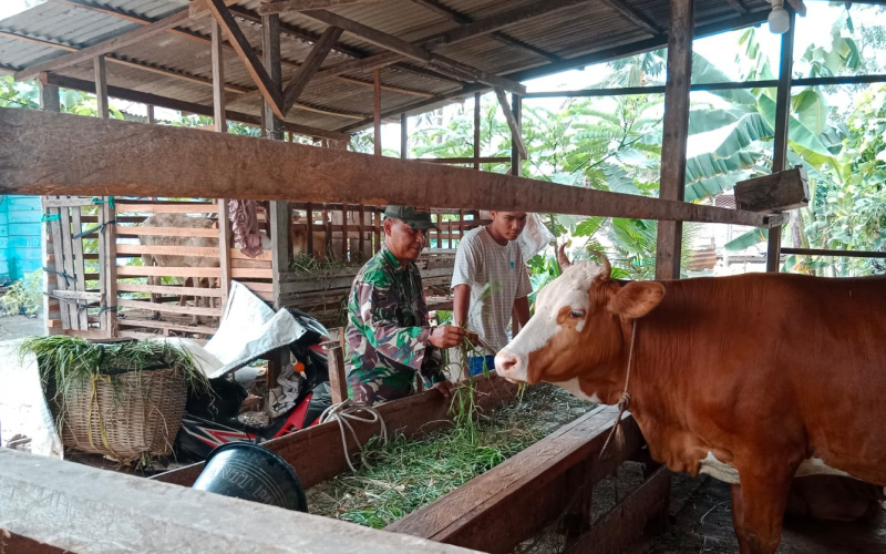 Babinsa Serda Bambang Lakukan Pemantauan di Peternakan