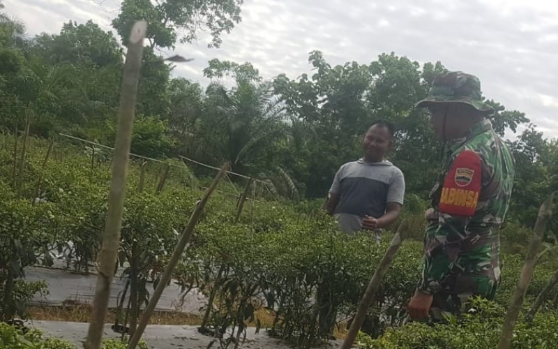 Babinsa Giat Patroli dan Pendampingan Kepada Petani di Kecamatan Dumai Barat