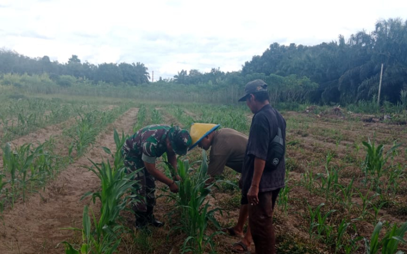TNI AD Perkuat Ketahanan Pangan, Babinsa Dampingi Penanaman Jagung di Lubuk Gaung