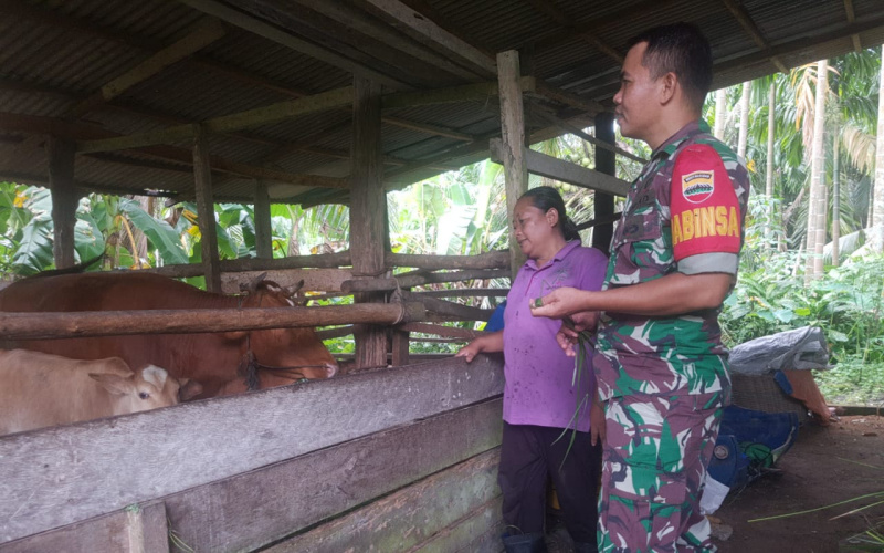 Dampingi para Peternak, Babinsa Serda Erman Cegah Wabah PMK