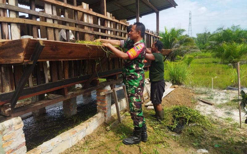 Babinsa Ratu Sima Sosialisasi Cegah Penyakit Mulut dan Kuku di Peternakan