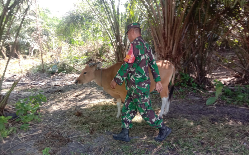 Cegah Penyakit Mulut dan Kuku di Peternakan Warga, Babinsa Pangkalan Sesai Sosialisasi