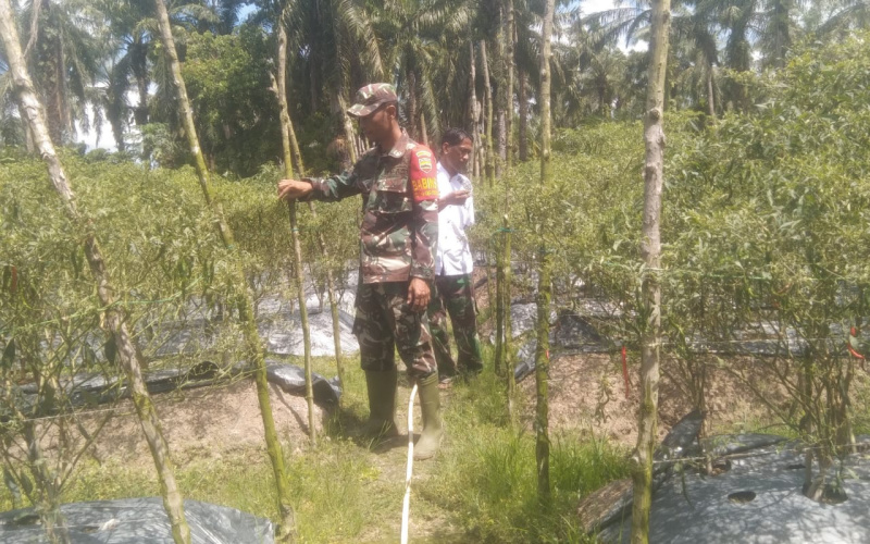 Karya Nyata, Bentuk Kepedulian Koramil 03 di Sektor Pertanian