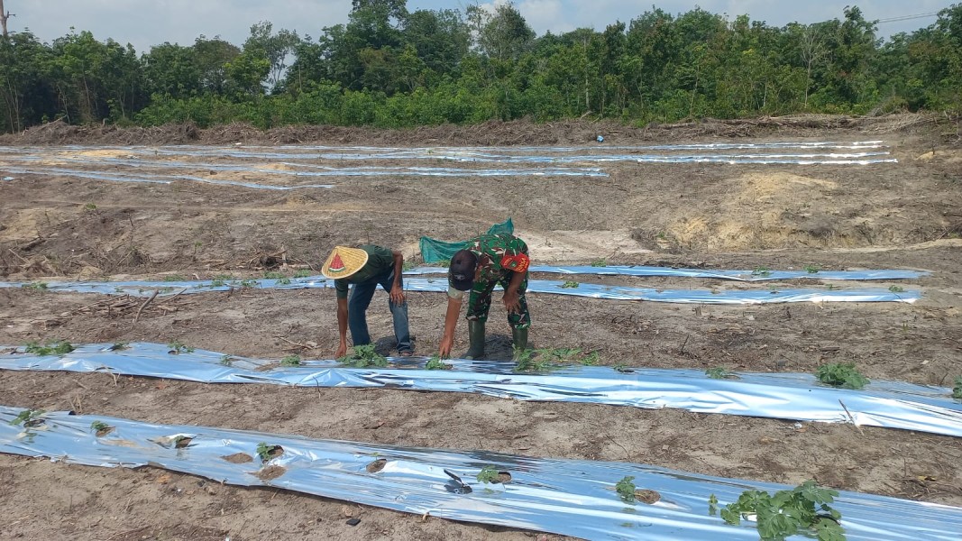Dukung Swasembada Pangan, Babinsa Bukit Nenas Dampingi Petani Tanaman Timun