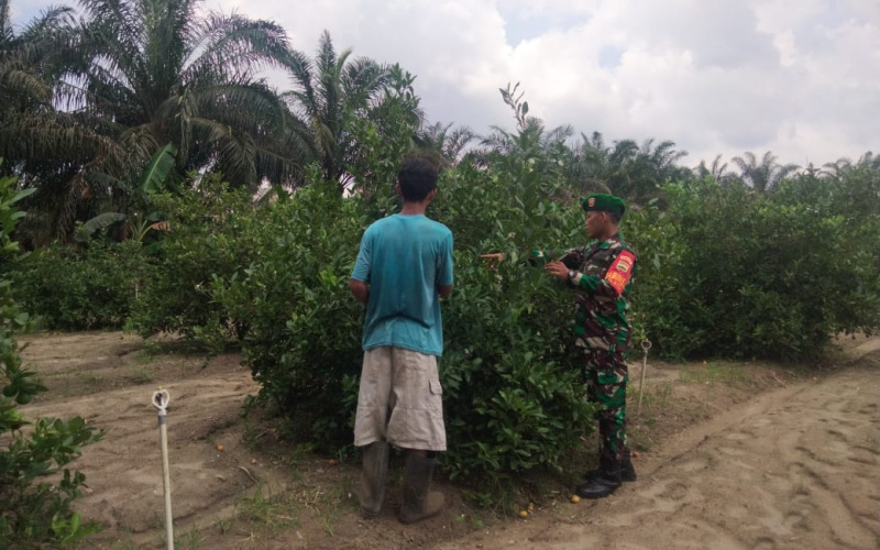 Babinsa STDI Dampingi Petani di Kebun Jeruk Nipis