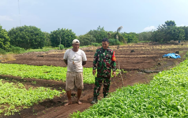 Sertu SMP Sinaga Dampingi Petani Kangkung di Dumai Barat
