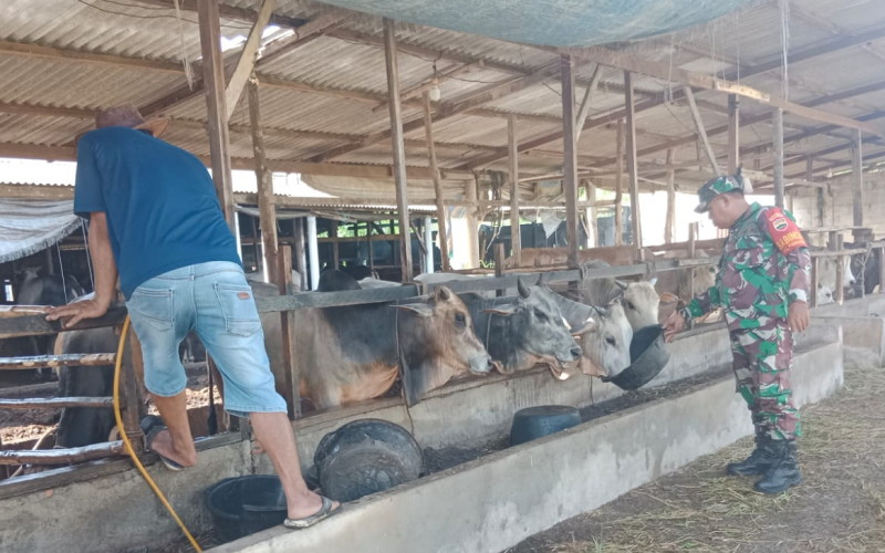 Koramill 01 Rutin Lakukan Pendampingan Terkait Kesehatan di Peternakan