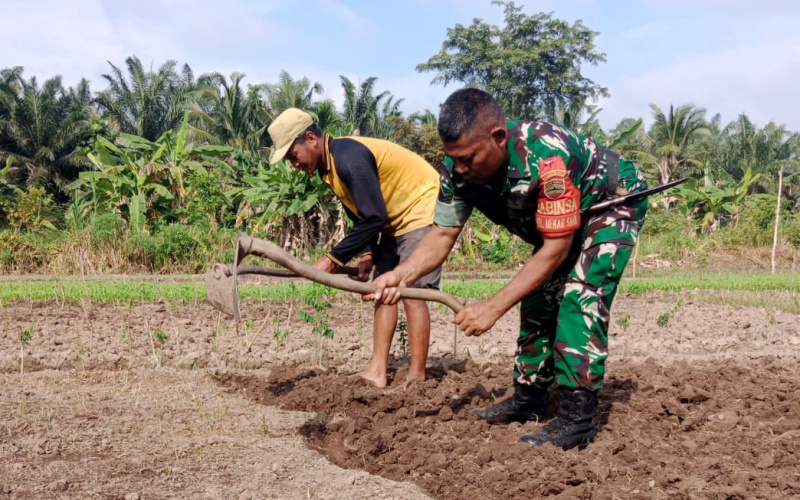 Babinsa Koramil 01 Dumai Dukung Ketahanan Pangan
