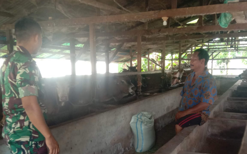 Babinsa Bagan Keladi Sambangi Peternakan Sapi, Sosialisasi Kesehatan