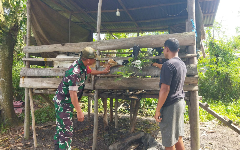Upaya Pencegahan PMK di Peternakan oleh Babinsa Koramil 01