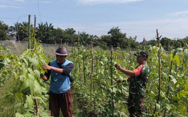 Babinsa Bukit Kapur Motivasi Petani Kacang Panjang di Musim Tantangan