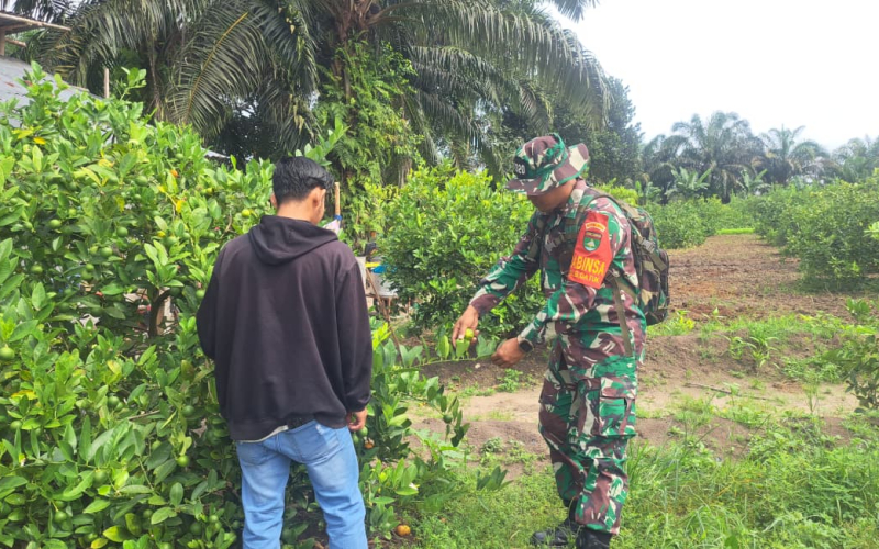 TNI Dorong Warga Manfaatkan Lahan Produktif Tanpa Bakar, Babinsa Bukit Datuk Tanam Jeruk Nipis