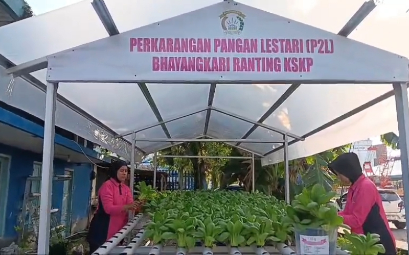 Panen 28,8 Kg Pakcoy, Bhayangkari Polsek Kawasan Pelabuhan Sukseskan Program Ketahanan Pangan
