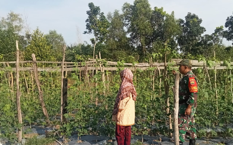 Tanaman Kacang Panjang, Babinsa Rimba Sekampung Dukung Pertanian