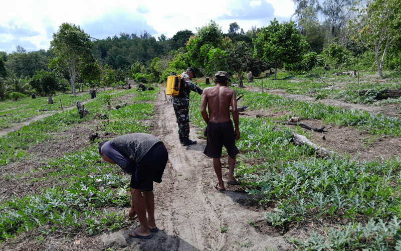 Babinsa Koramil 01 Karya Nyata Tanaman Semangka