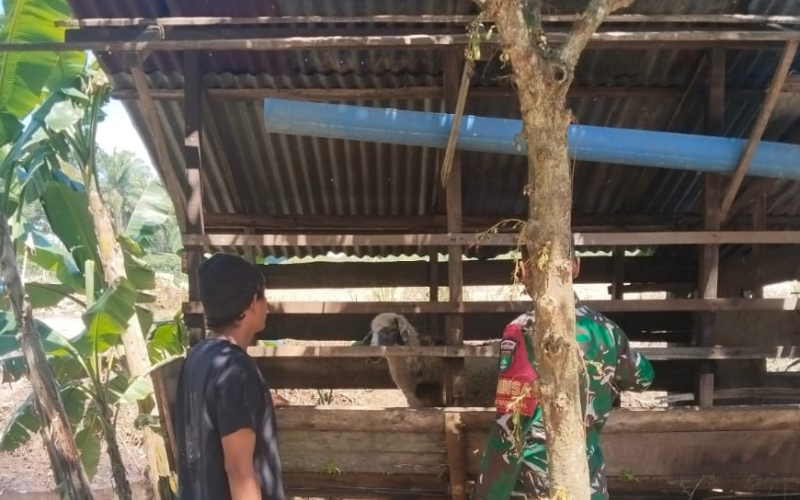 Antisipasi Penyebaran PMK, Koramil 03 Sei Sembilan Turun ke Lapangan Periksa Kesehatan Ternak