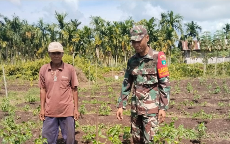 Koramil 03 Sungai Sembilan Intensifkan Pendampingan Pertanian Cabai Rawit