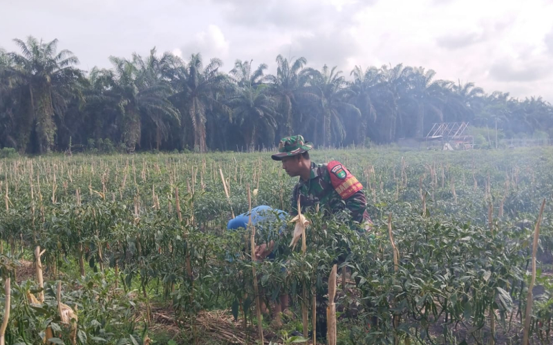 Dukung Pertanian Warga, Babinsa Sungai Sembilan Dampingi Kebun Cabai di Basilam Baru