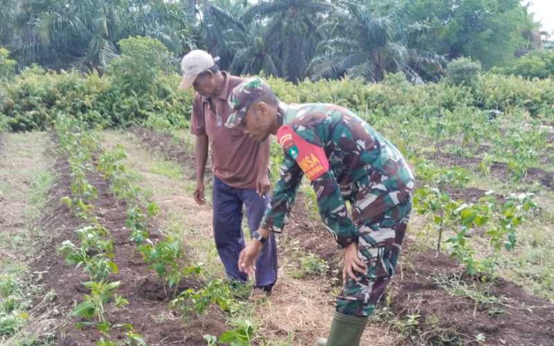 Babinsa Sungai Sembilan Turun Langsung Bantu Pengelolaan Kebun Cabai Warga