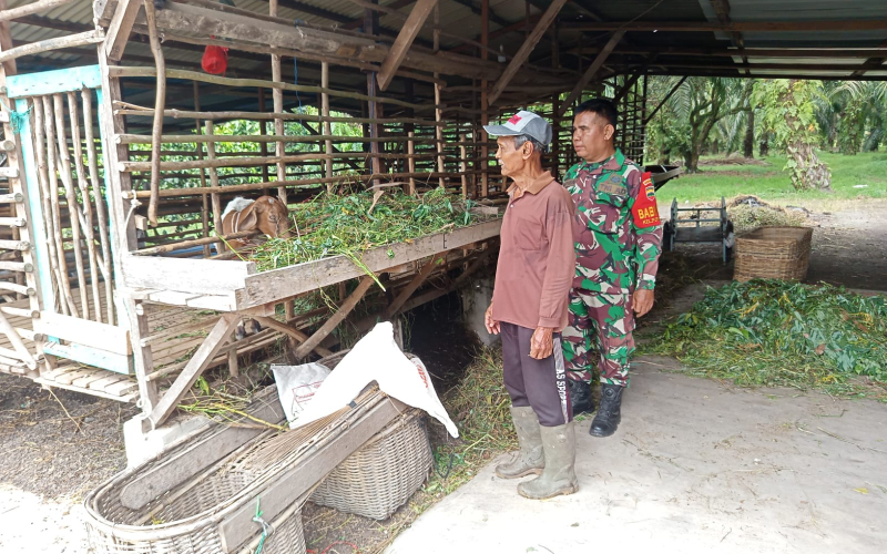 Cegah PMK, Upaya Babinsa Sertu Mahyudin di Sektor Peternakan