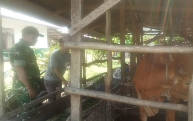 Babinsa Sosialisasi Terkait Resiko Wabah PMK di Rimba Sekampung