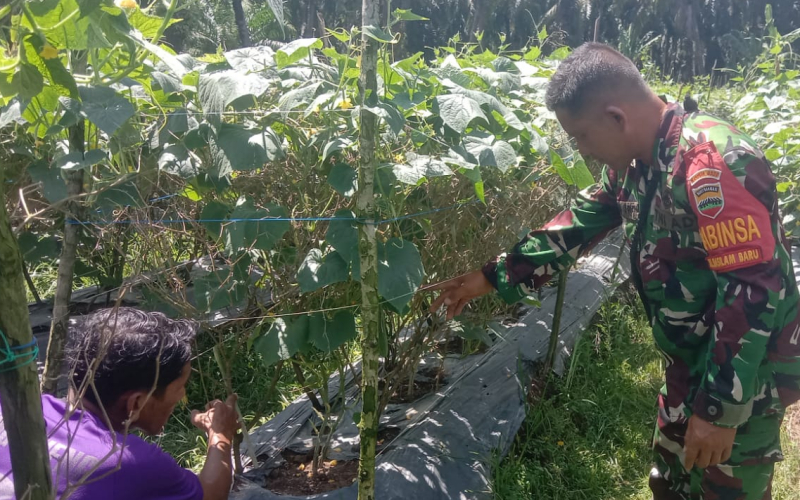 Babinsa Koramil 03 Sambangi Pertanian Tanaman Timun Milik Warga