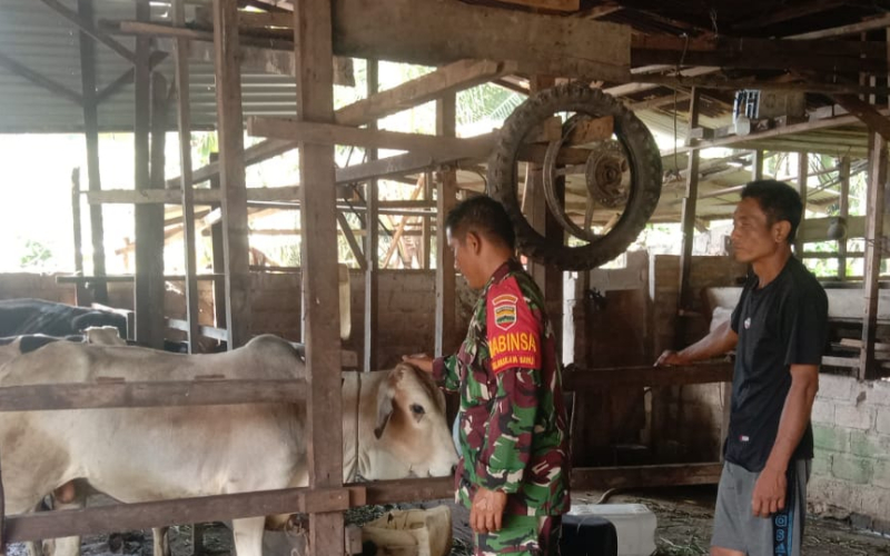 Babinsa Sertu Jainal Arifin Pastikan Hewan Ternak Warga Bebas PMK di Basilam Baru
