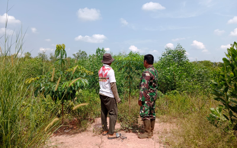 Babinsa dari Koramil 01 Karya Nyata Tanaman Gambas