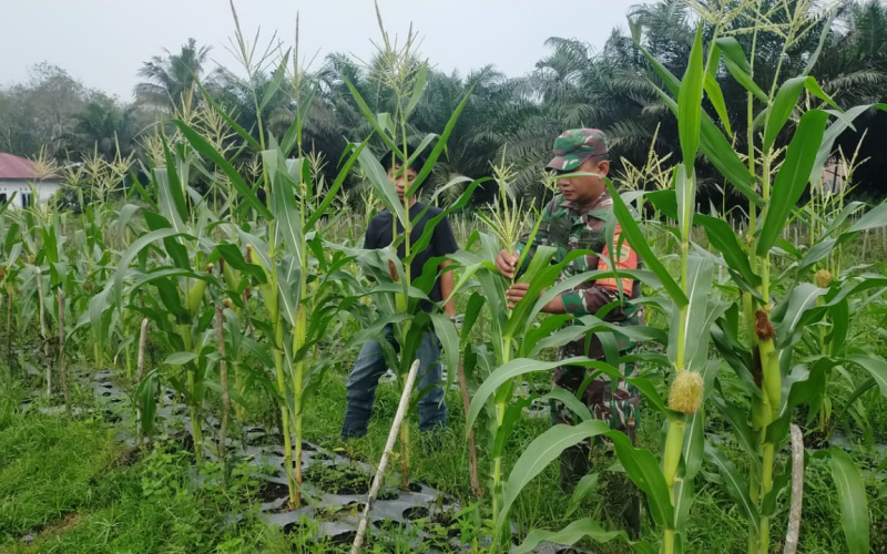 Program Karya Nyata, Babinsa Bagan Besar Lakukan Pendampingan