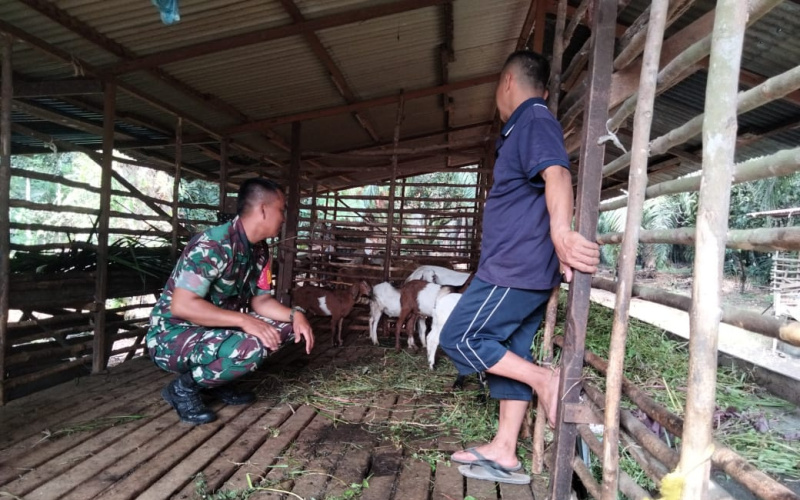 Di Bidang Peternakan, Babinsa Bagan Keladi Laksanakan Sosialisasi