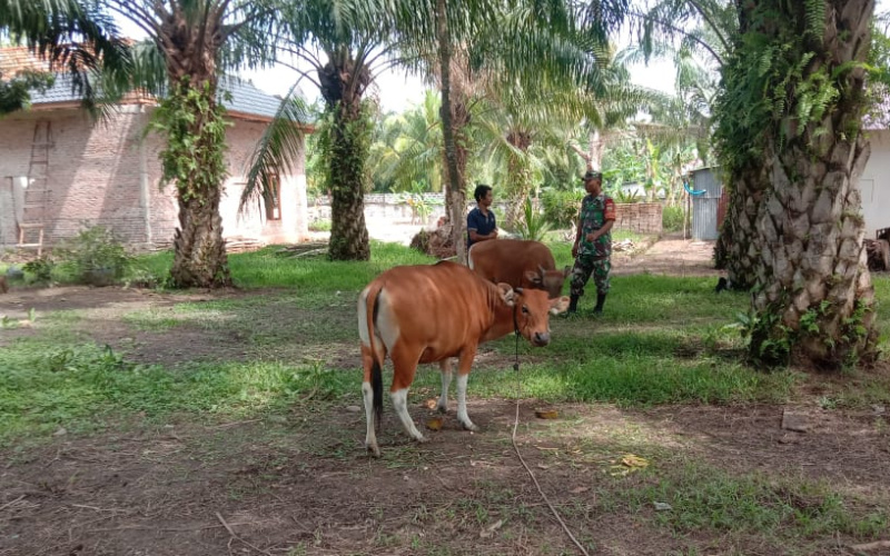 Babinsa Mundam Cek Kesehatan di Peternakan, Hindari Penyakit Menular