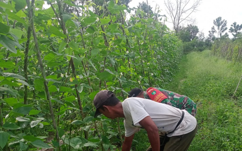 Sertu Sareh Turun ke Lapangan, Dukung Petani Kembangkan Kacang Panjang di Bagan Besar