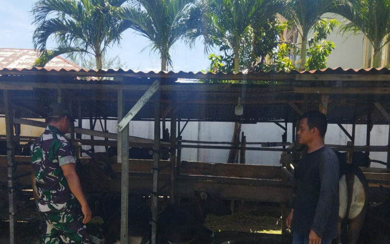 Babinsa Sertu Abu Kasim Pantau Peternakan, Edukasi Terkait Kesehatan