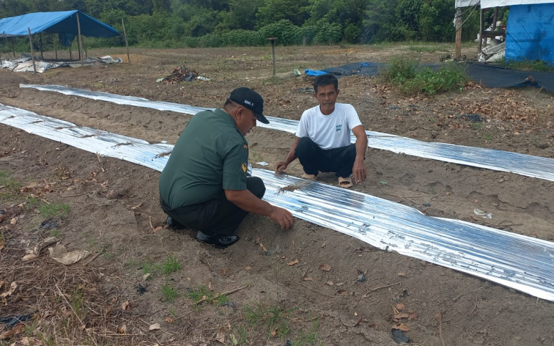 Sambangi Pertanian Warga, Koramil 02 Dukung Swasembada Pangan
