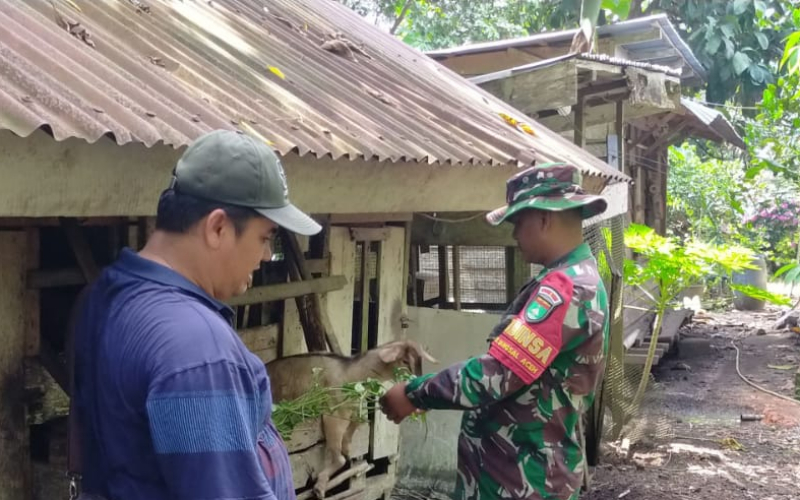 Babinsa Koramil 03 Sungai Sembilan Cegah Penyakit PMK Melalui Pengecekan Ternak Warga