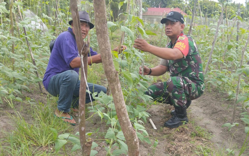 Babinsa Bukit Kapur Ajak Warga Produktif Kelola Lahan Pertanian