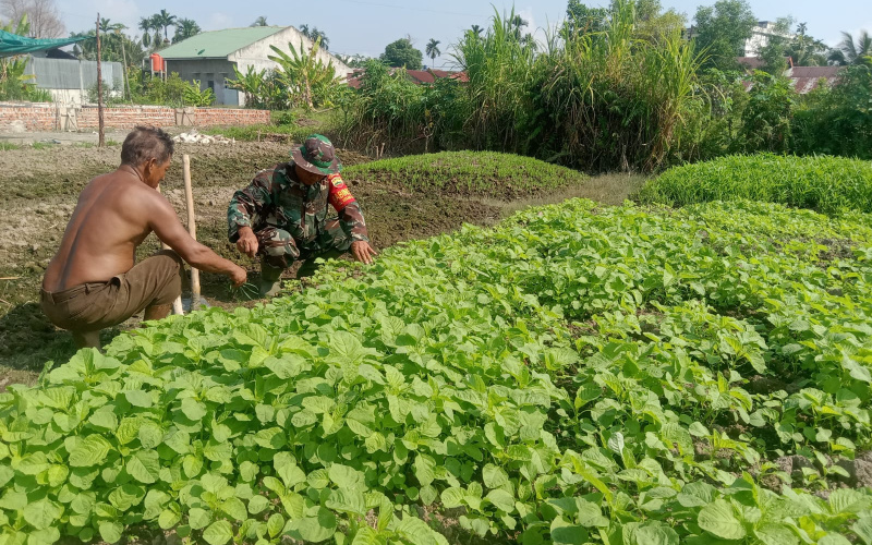 Dampingi Petani Tanam Bayam, ini yang Dilakukan Babinsa Mekarsari