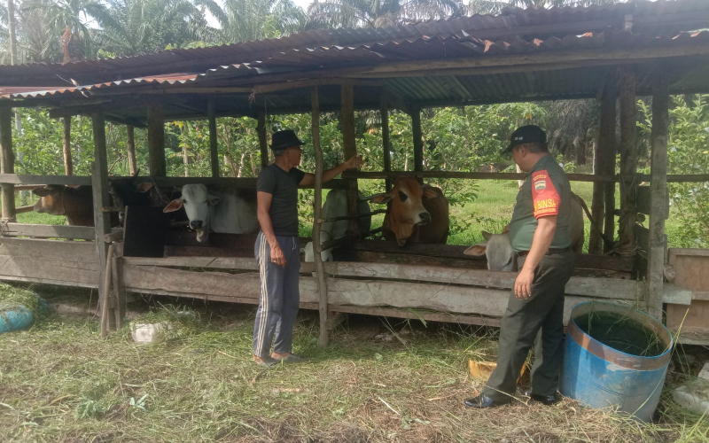 Serda Cerzakatno Melaksanakan Pemantauan dan Sosialisasi Kepada Peternak Sapi