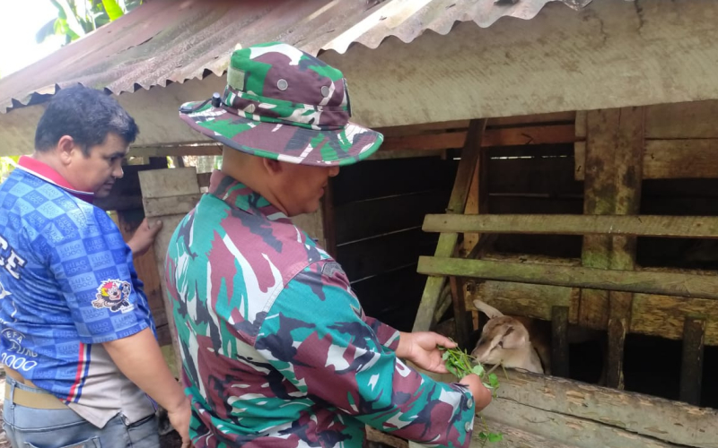 Cegah Penyakit Mulut dan Kuku, Serda Iwan Periksa Kambing Peternak di Bangsal Aceh
