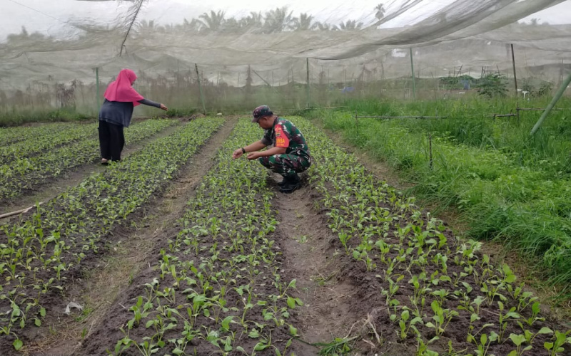 Babinsa Bagan Besar Pendampingan Karya Nyata Kepada Petani Sawi