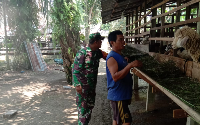 Babinsa Koramil 03 Sei Sembilan Giat Pencegahan Penyakit di Peternakan