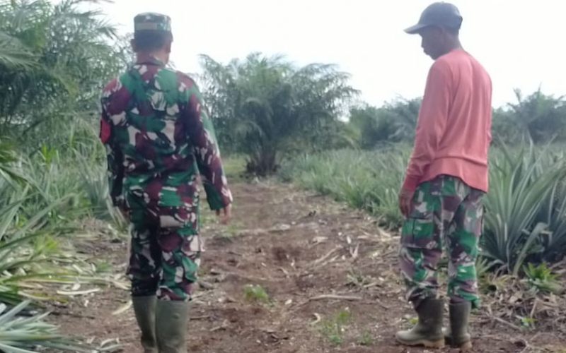 Patroli Karhutla dan Pendampingan Tanaman Nanas, Babinsa Hadir di Tengah Masyarakat