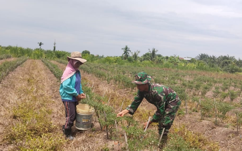 Serda Muh Ali Mustofa Sosialisasikan Pertanian Cabai dan Cegah Karhutla