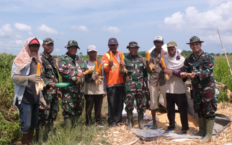 Panen Jagung Hasil Binaan Kodim Dumai, Petani Ucap Terima Kasih