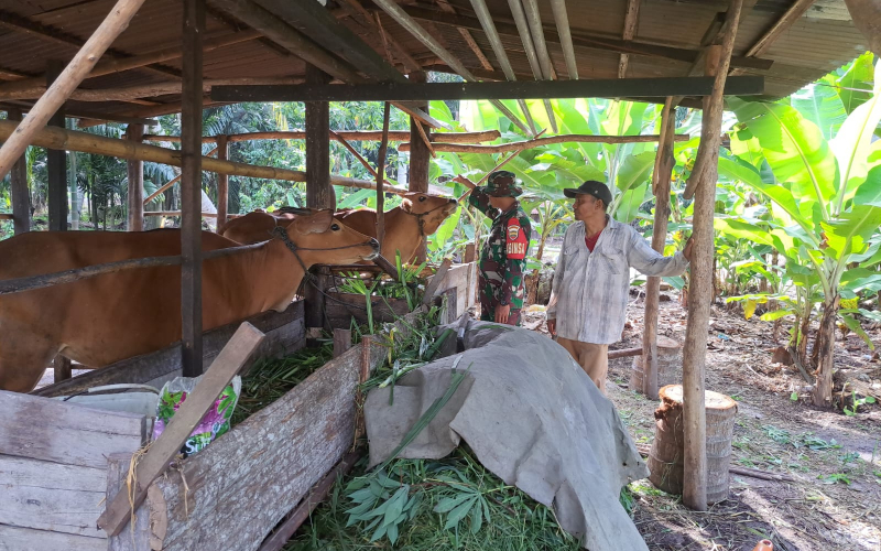 Koramil 01 Dumai Aktif Pantau Kesehatan Ternak, Pastikan Bebas PMK