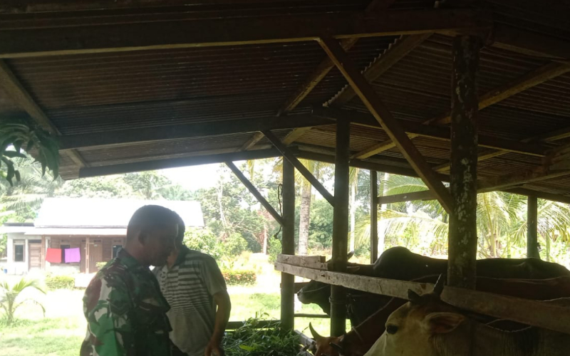 Sambangi Peternakan Sapi, Babinsa Cegah Wabah PMK di Sungai Sembilan